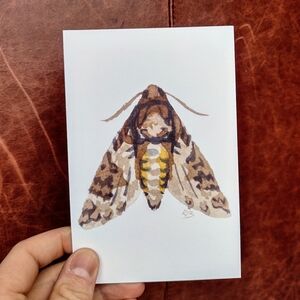 Hawk Moth Postcard